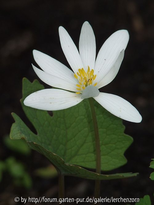 Blutwurz (Sanguinaria canadensis)