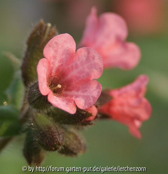 Rotes Lungenkraut (Pulmonaria rubra)