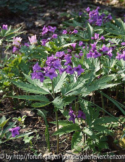 Glanzblättrige Zahnwurz (Cardamine glanduligera)