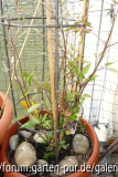 Unbekannte Clematis