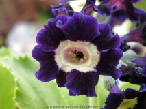 Blue Velvet