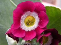 Tudor Rose