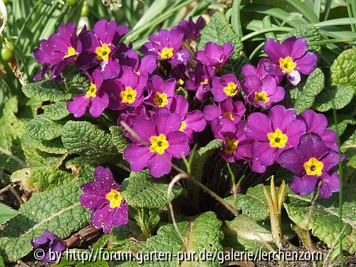 Kissenprimel, Absaat von Primula vulgaris subsp. sibthorpii