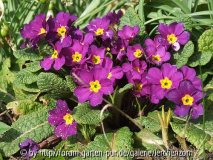 Kissenprimel, Absaat von Primula vulgaris subsp. sibthorpii