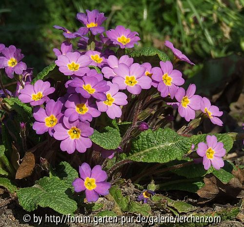 Karnevalsprimel (Primula vulgaris subsp. sibthorpii)
