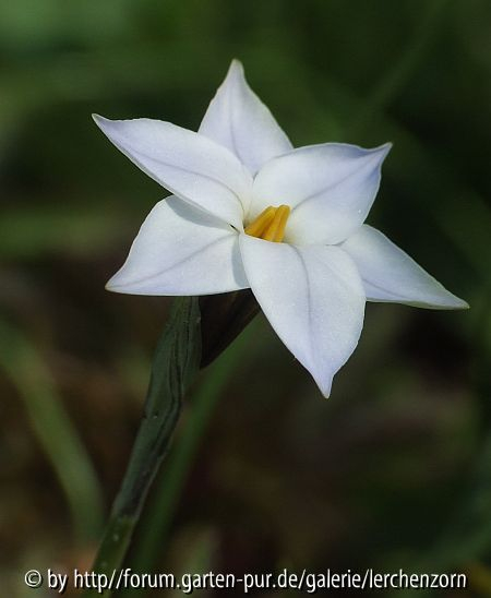 Frühlingslichtstern (Ipheion uniflorum)