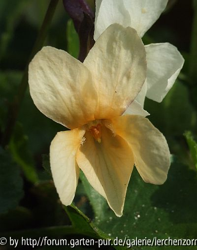 Gelbes Duftveilchen (Viola odorata 