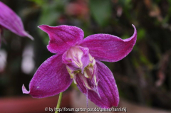 Clematis 'Debbie Fischer'
