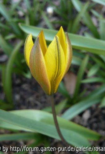 Tulipa neustruevae