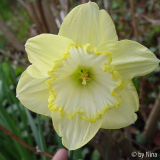 Narcissus_09