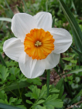 Narcissus_08