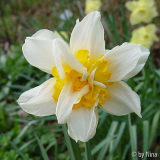 Narcissus_07