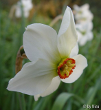 Narcissus_06