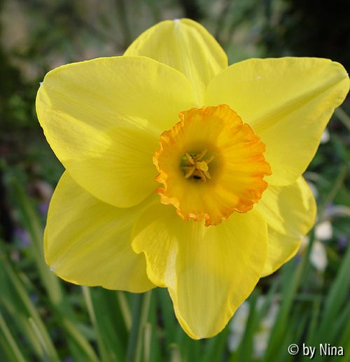 Narcissus_05