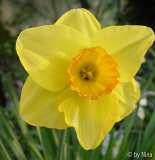 Narcissus_05