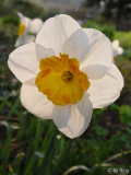 Narcissus_04
