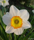 Narcissus_03
