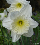 Narcissus_02