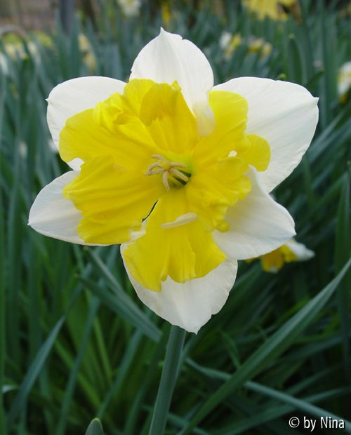 Narcissus_01