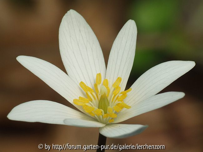 Blutwurz (Sanguinaria canadensis)