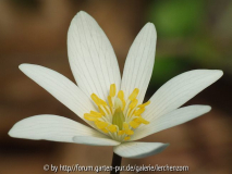 Blutwurz (Sanguinaria canadensis)