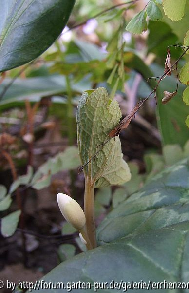 Blutwurz (Sanguinaria canadensis)