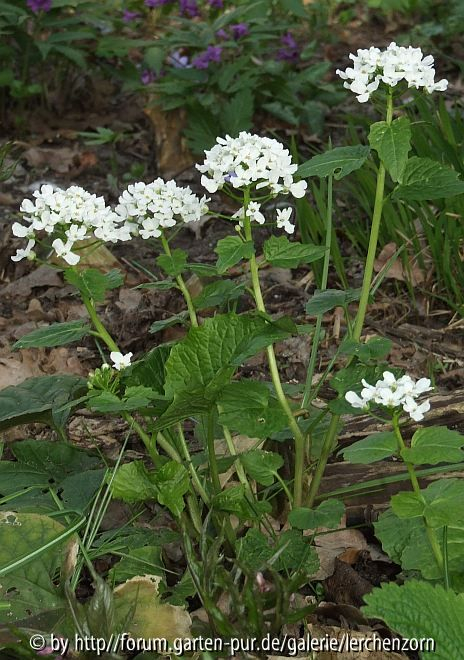 Großblättriges Täschelkraut (Thlaspi macrophyllum)