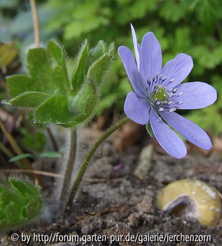 Siebenbürger Leberblümchen (Hepatica transsilvanica)
