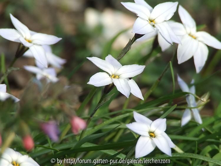 Frühlingslichtstern (Ipheion uniflorum)