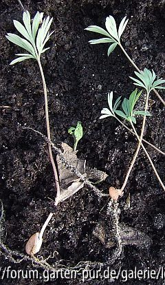 Holländerhosen (Dicentra cucullaria)