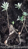 Holländerhosen (Dicentra cucullaria)