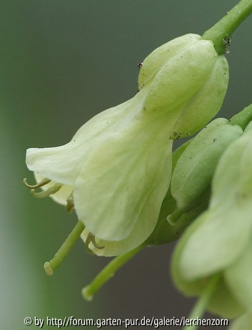 Neunblättrige Zahnwurz (Cardamine enneaphyllos)