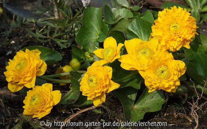 Gefüllte Sumpfdotterblume (Caltha palustris 