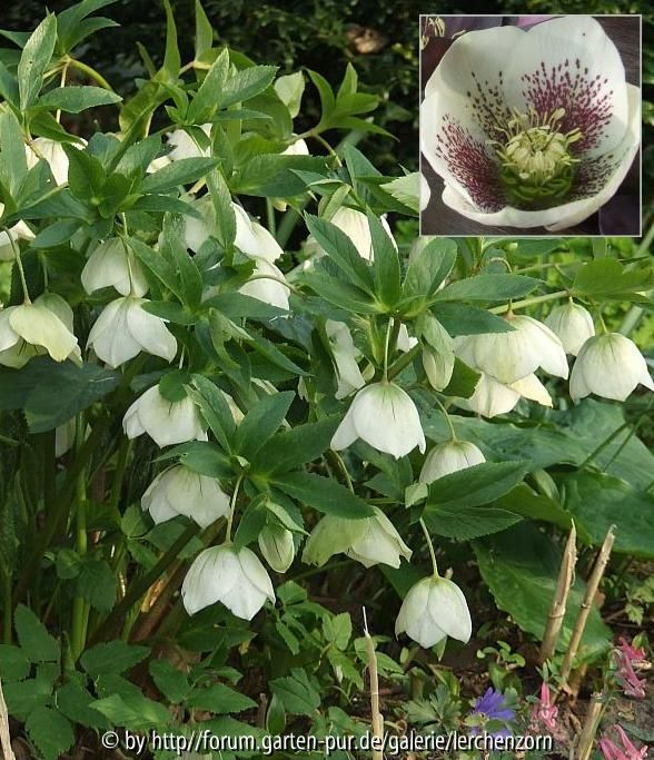 Helleborus-Hybride