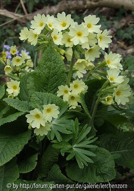 Hybrid-Schlüsselblume (Primula x digenea)?