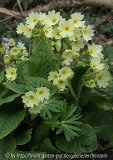 Hybrid-Schlüsselblume (Primula x digenea)?