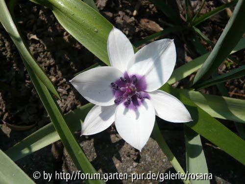 Tulpe unbekannt