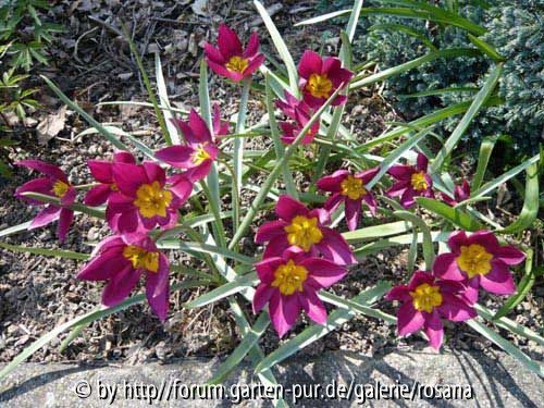 Tulpen unbekannt