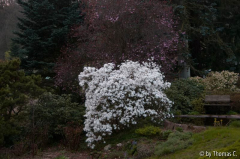 Stellata und drumrum