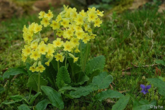 Primula X 1 05-04-2009