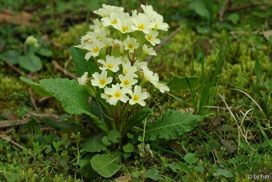 Primula X 2 05-04-2009