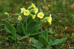 Primula X 3 05-04-2009