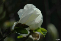 Magnolia X 1 05-04-2009