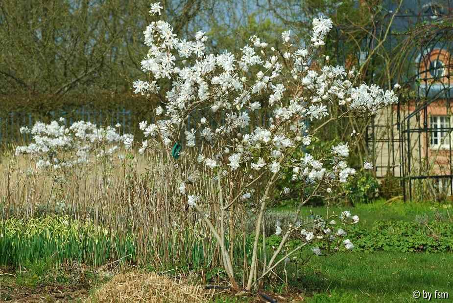 Magnolia Stellata 1 05-04-2009