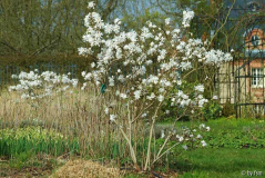 Magnolia Stellata 1 05-04-2009