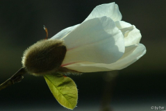 Magnolia X 2 05-04-2009