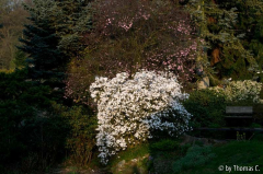 Stellata am Morgen