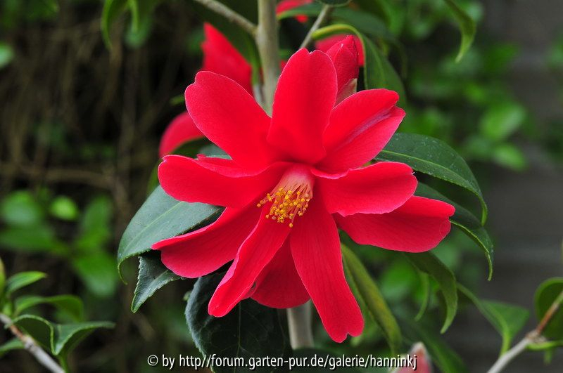 Camellia unbekannt rot