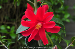 Camellia unbekannt rot