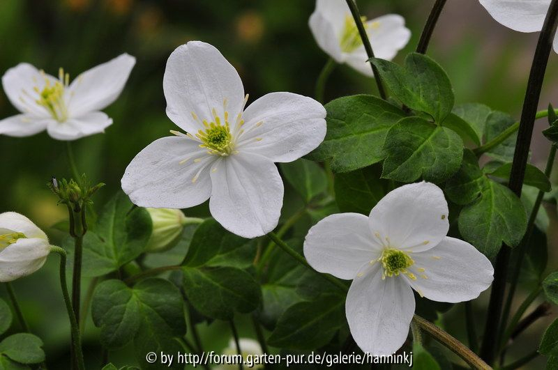 Clematis gracilifolia